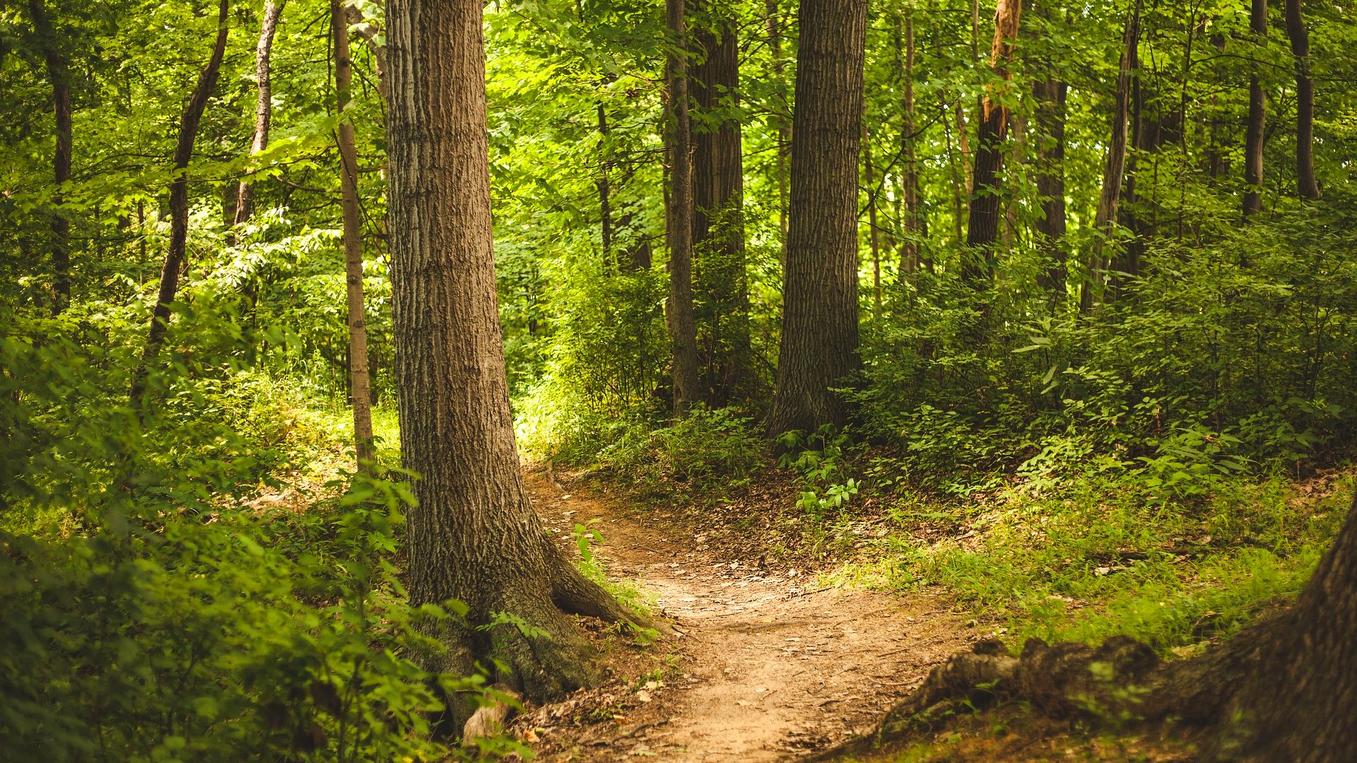 Naturlandschaft — Retreat in der stillen Mittelgebirgslandschaft der Eifel