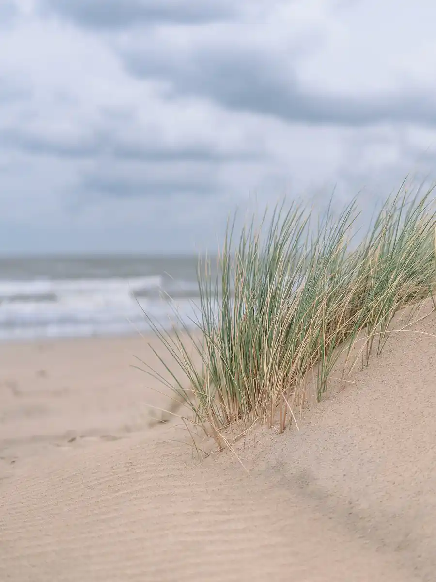 Düne mit Strandhafer am Meer